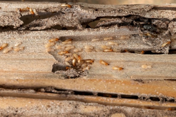 Termite wood damage