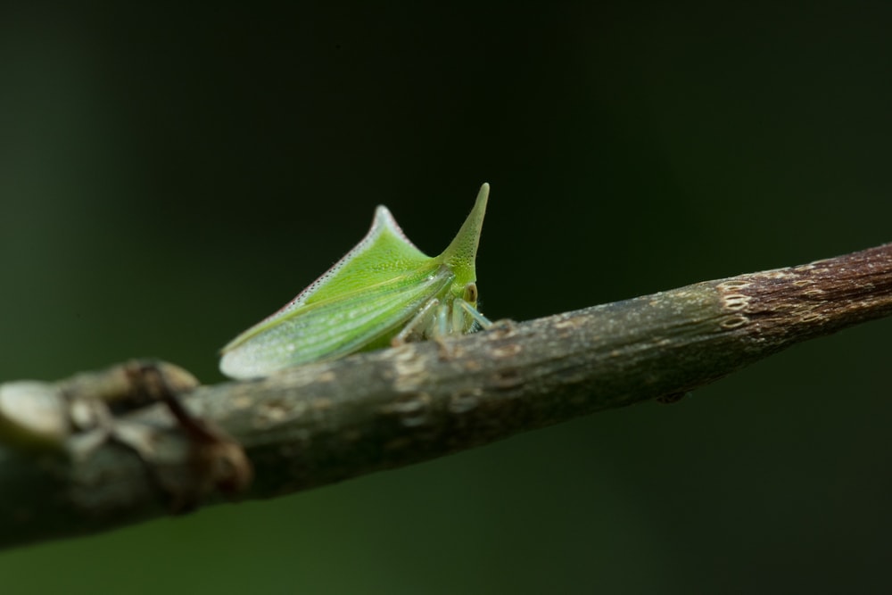 thorn-bug