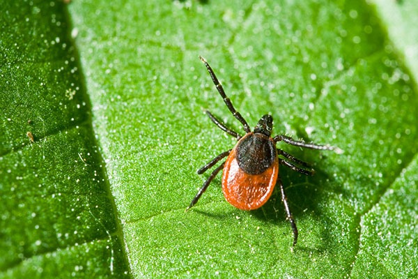 tick