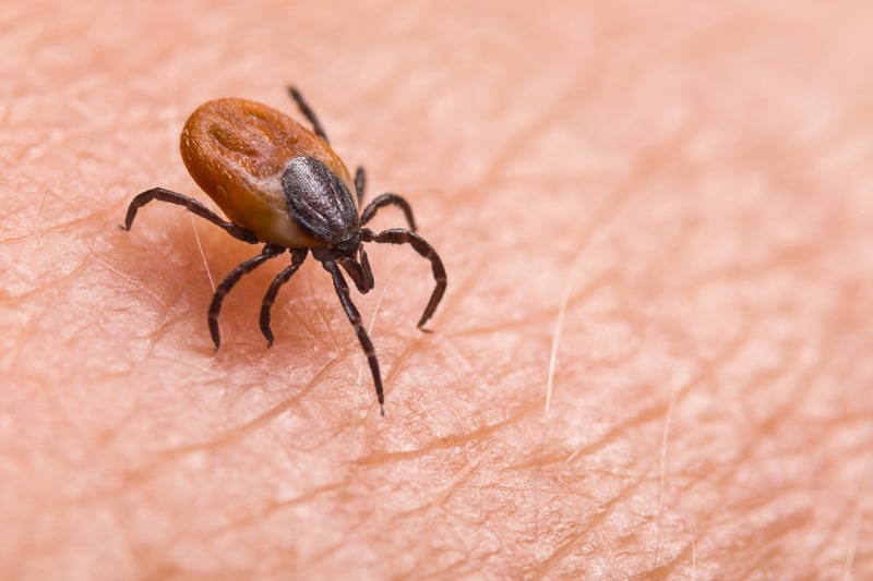 tick crawling on skin