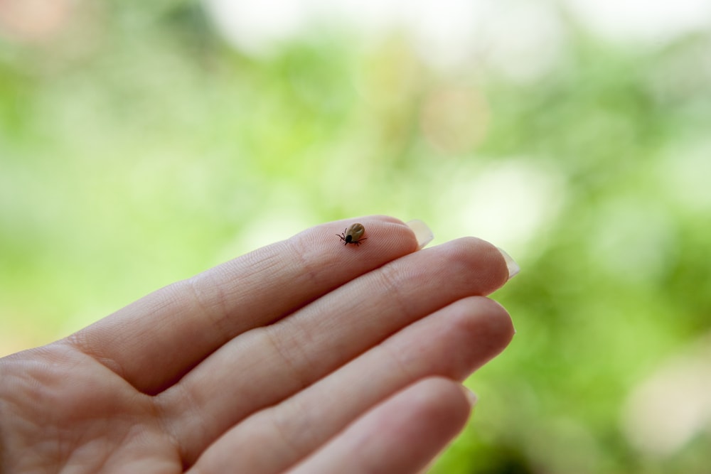 ticks-lyme-disease