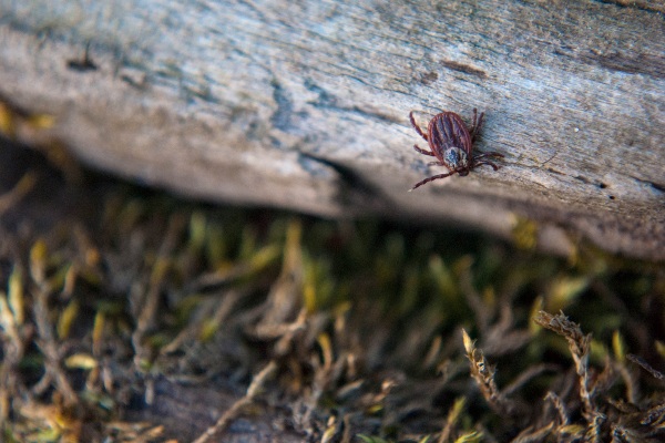 tick on branch