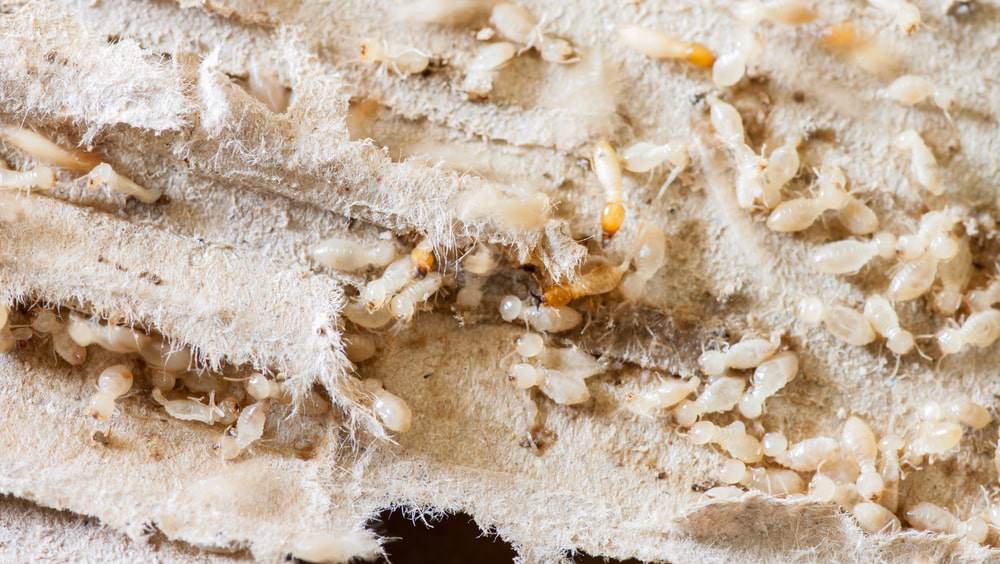 tiny white bugs