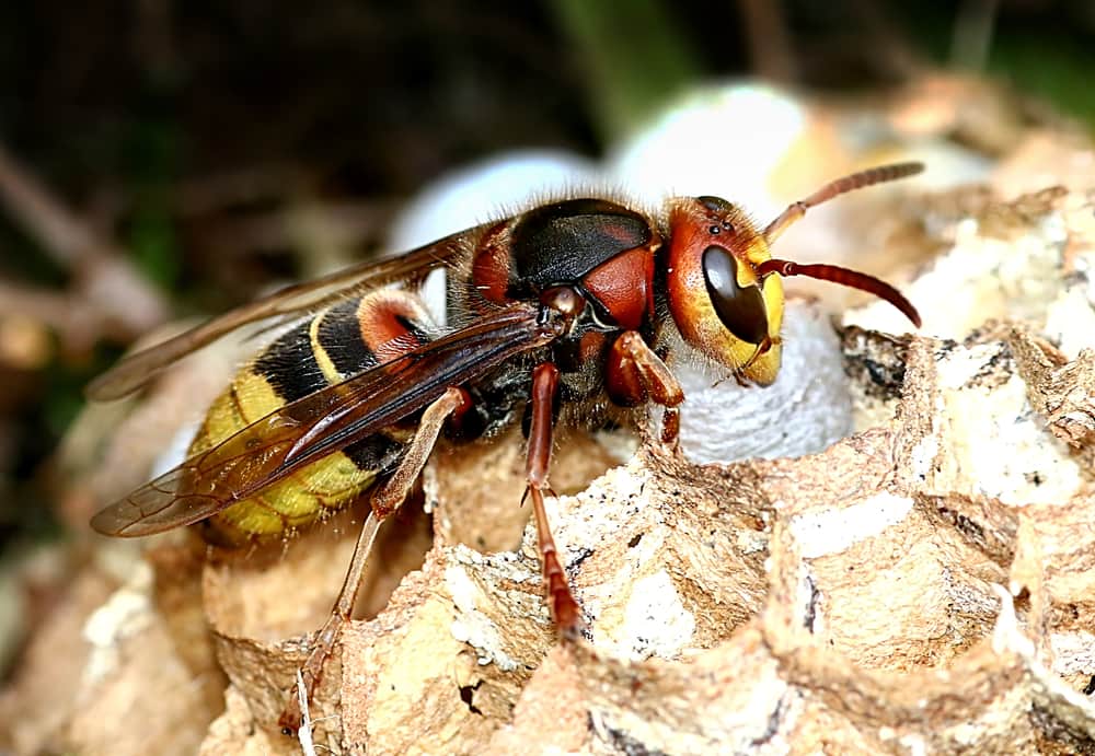 what-a-hornet-looks-like