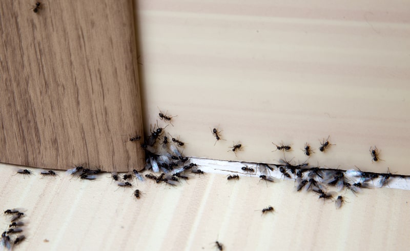 ants in the house