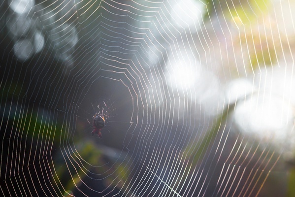 what-is-spider-silk