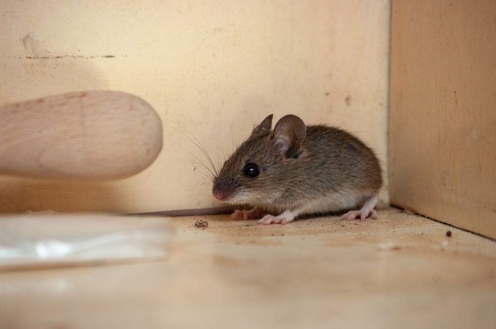 smells that mice hate