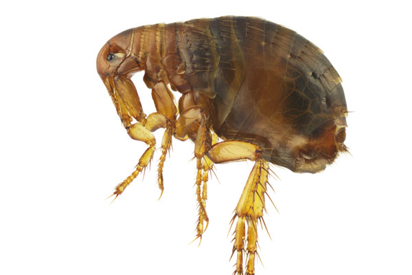 flea-bombs
