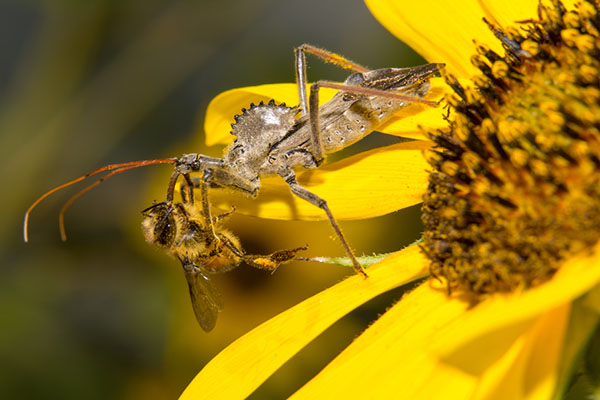 wheel bugs