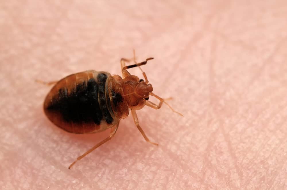 where-do-bed-bugs-bite