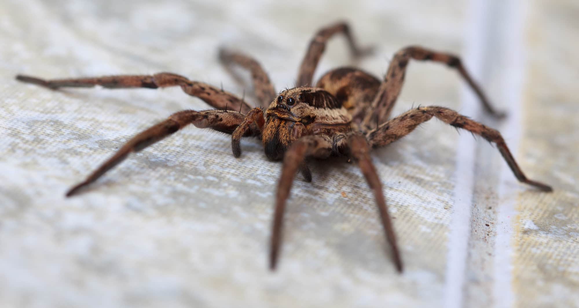 Does a Wolf Spider Bite?