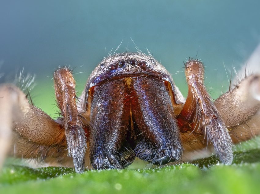 woodlouse spider