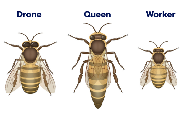 lifespan for different bees