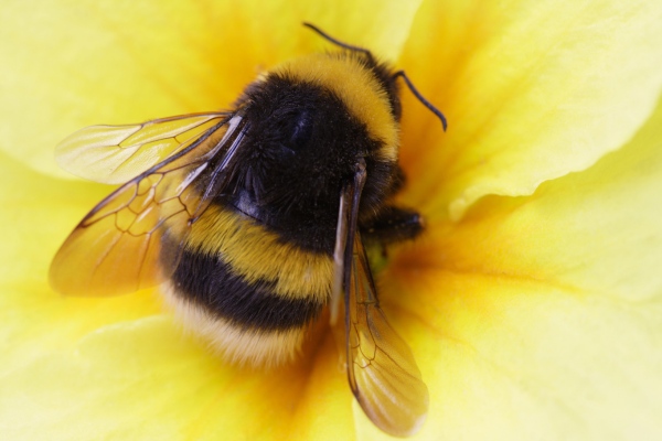 Bumble bee on flower