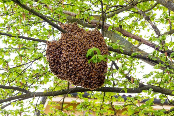 Bee hive hanging in a tree
