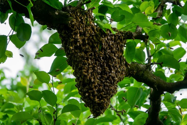 bee colony combined in a nest life