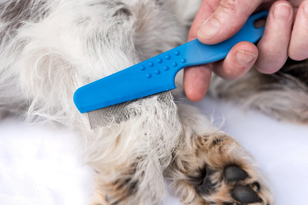 checking your pets