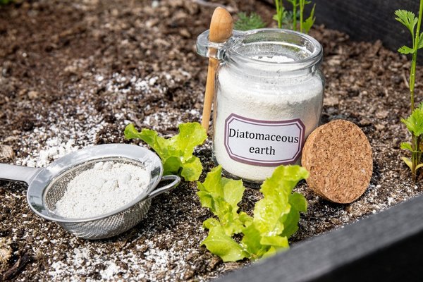 diatomaceous earth