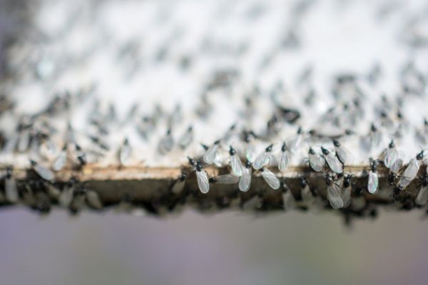flying ants