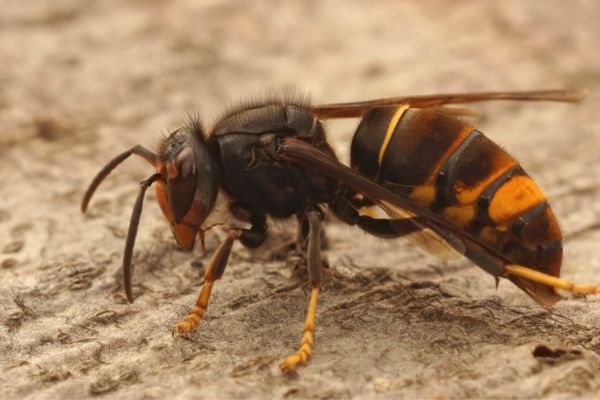 hornet close up