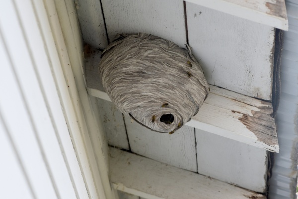 wasp nest