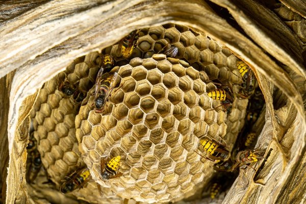 Hornet nest