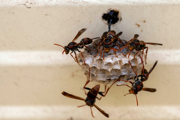 European Paper Wasps around nest