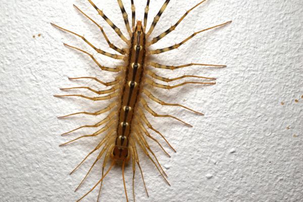 house centipede