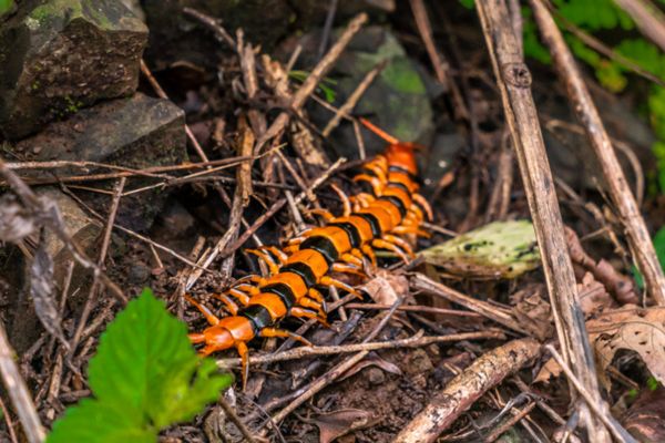 tiger centipede