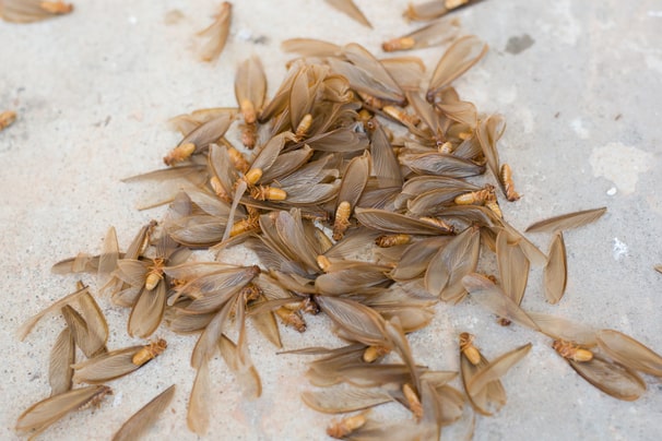 Discarded termite wings