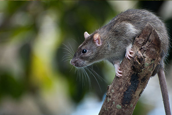 rodent on branch