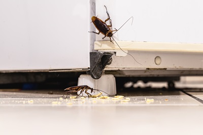 roaches eating crumbs on the floor