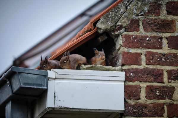 squirrel in gutter