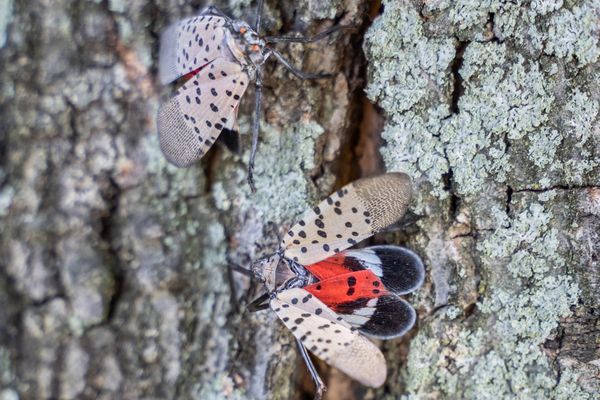 Spotted lanternfly adult