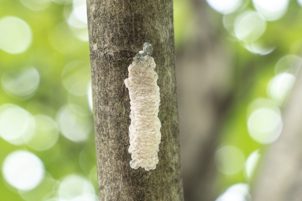 Spotted lanternfly egg