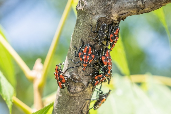 Spotted lanternfly nymphs