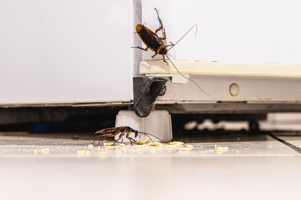 cockroaches with crumbs