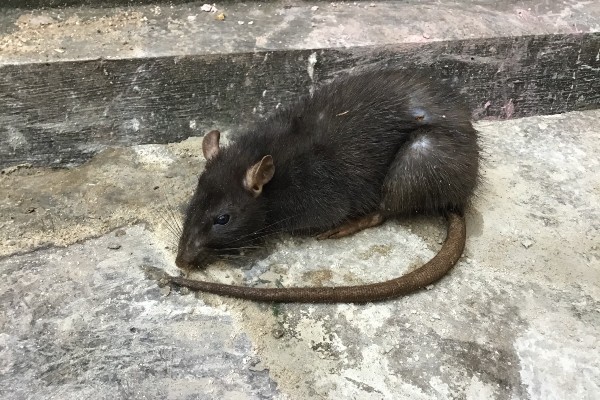 rat on floor