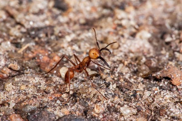Army ant