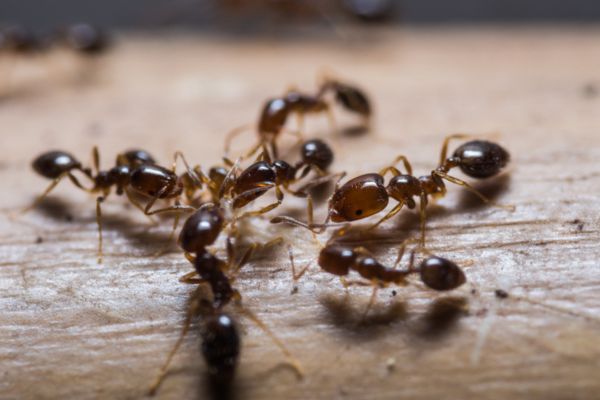 Fire ants