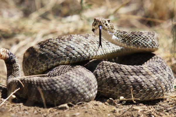 Rattlesnake