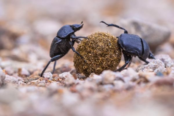 two dung beetles