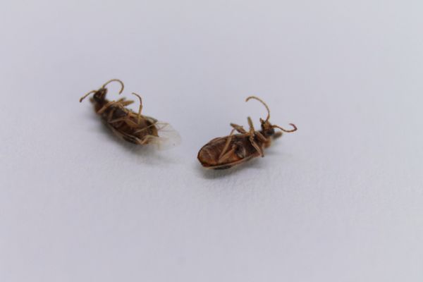 bed bugs on their back