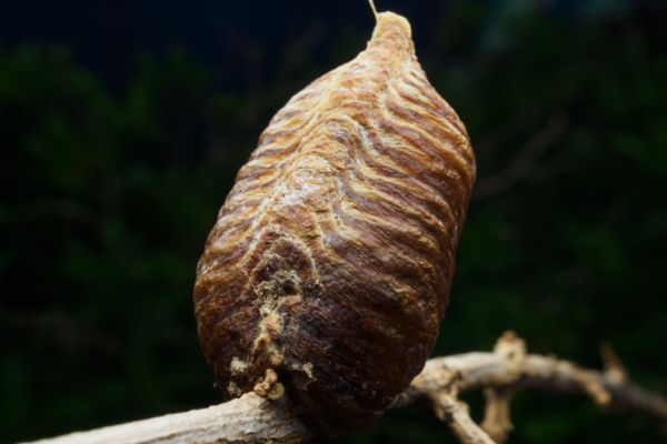 termite cocoon