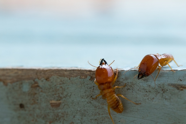 termites close up