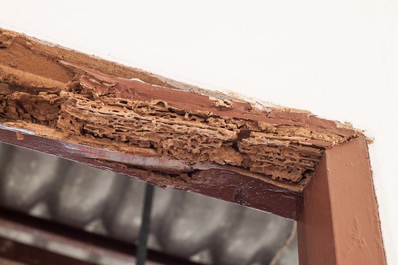 door frame with termite damage