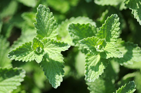 green plant