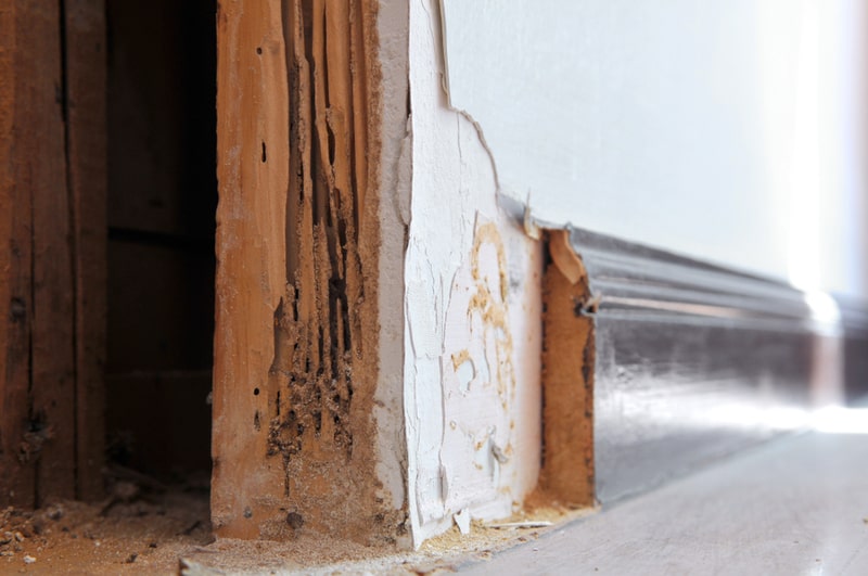 house with termite damage