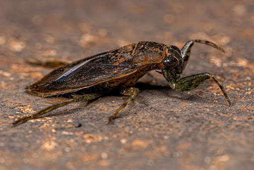adult waterbug