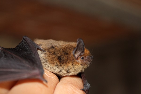 bat side profile